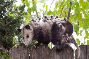 opossums