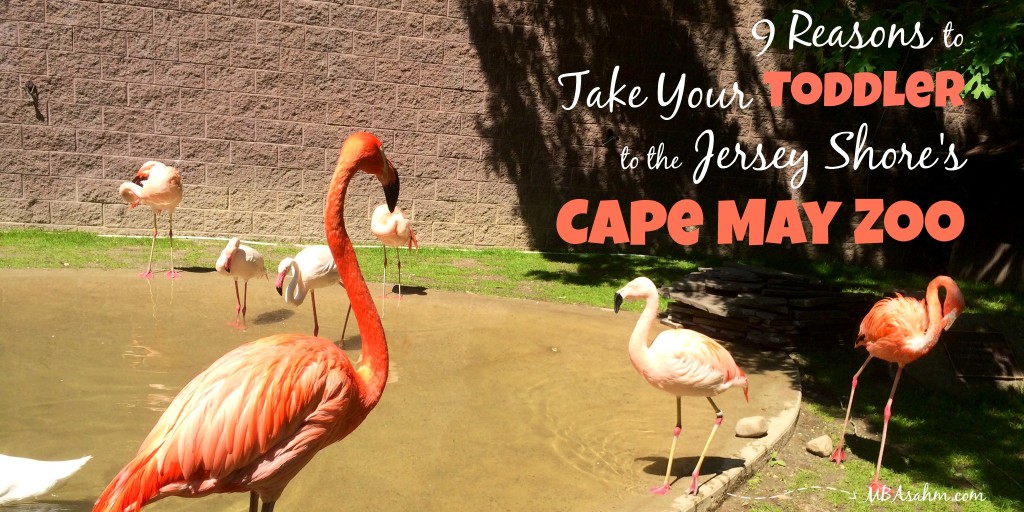9 Reasons to Take Your Toddler to the Jersey Shore's Cape May Zoo 