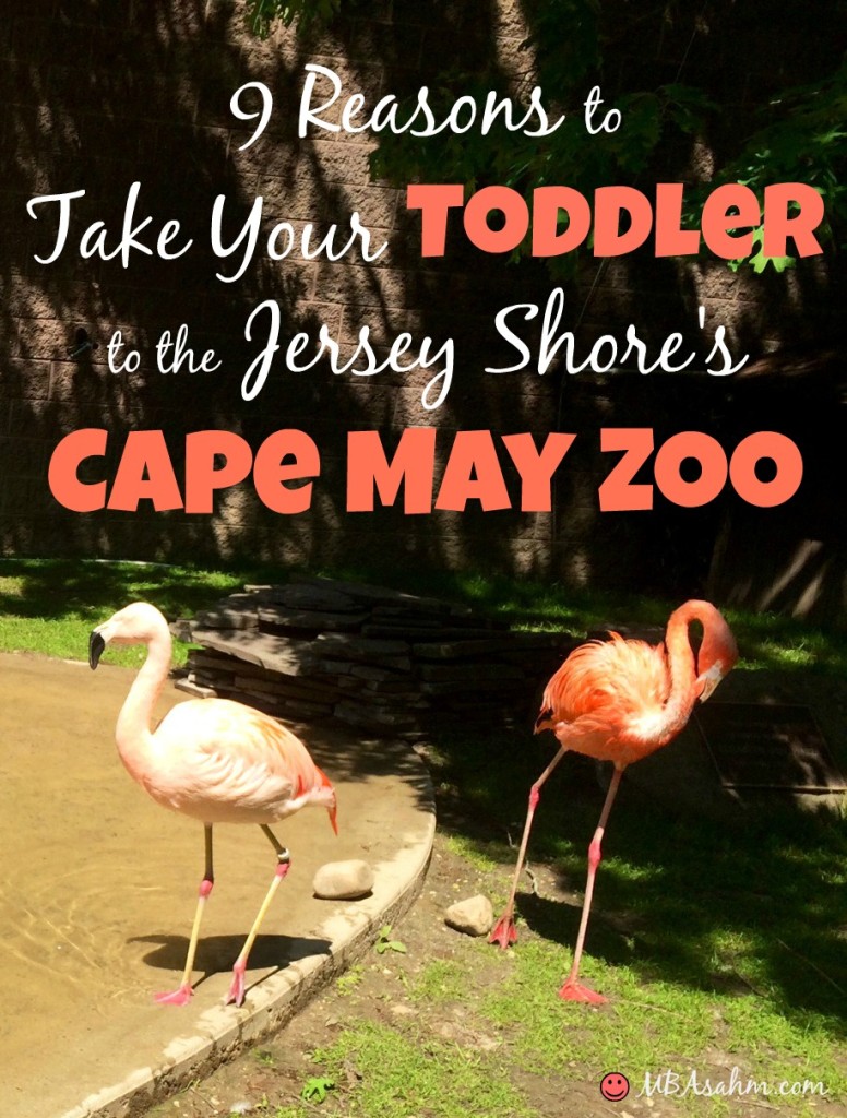 9 Reasons to Take Your Toddler to the Jersey Shore's Cape May Zoo 