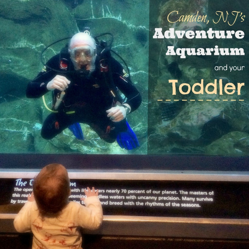 Camden NJ Adventure Aquarium and Your Toddler 