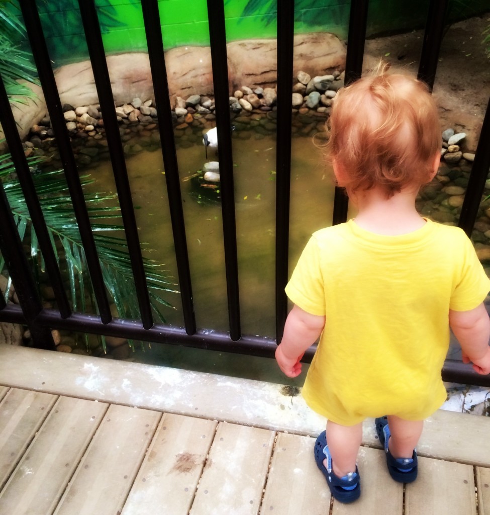 9 Reasons to Take Your Toddler to the Jersey Shore's Cape May Zoo